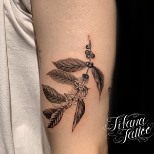 コーヒー豆のファインライン・タトゥー